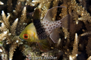 Pajama Cardinalfish hiding in the hard corals. by Larry Polster 